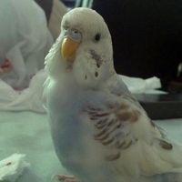 FH is in the ER **Update**