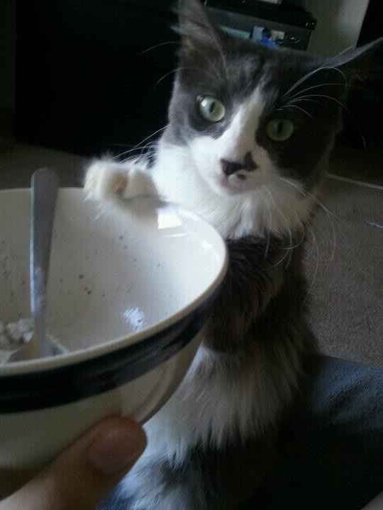 NWR: what pets are you bringing into the marriage?