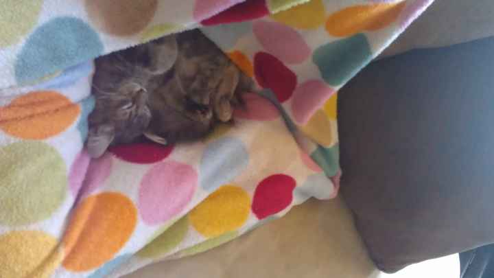 NWR: what pets are you bringing into the marriage?