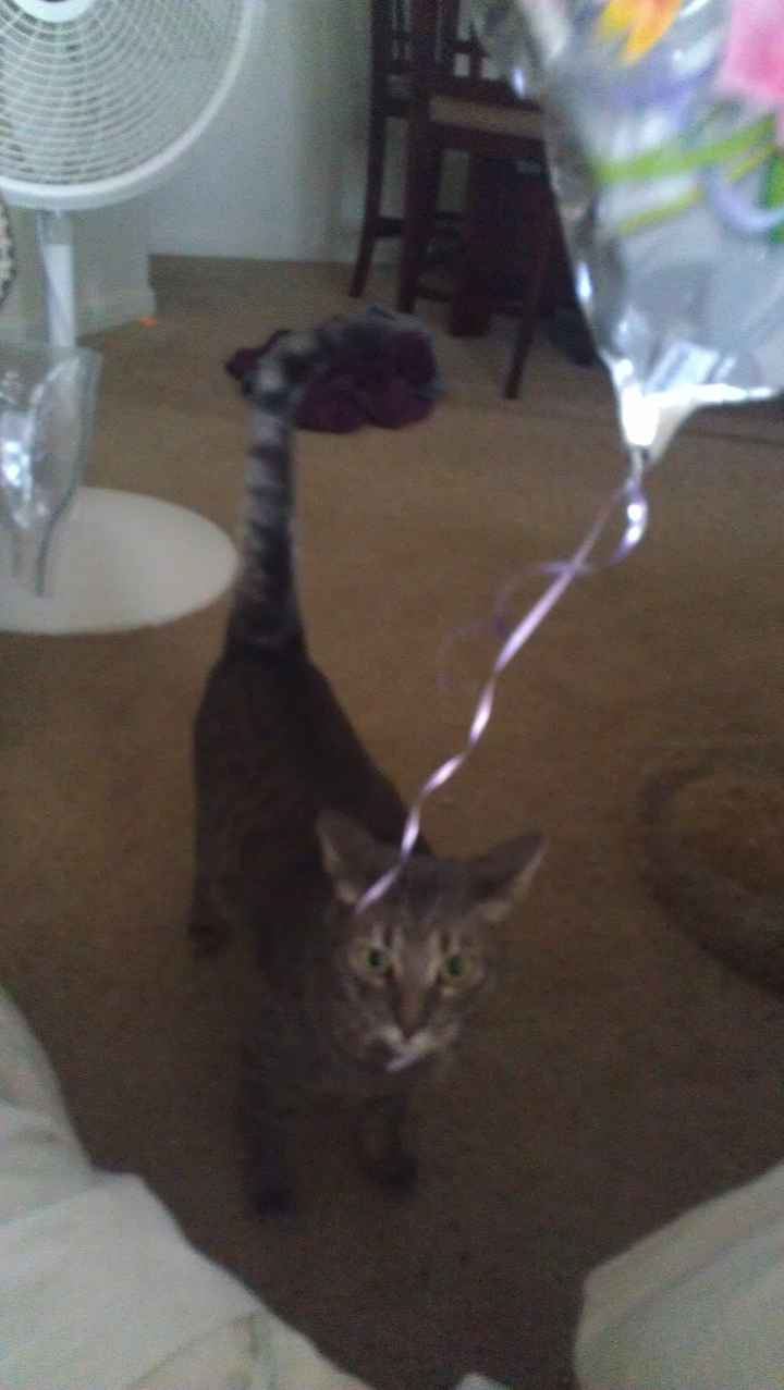 NWR: what pets are you bringing into the marriage?