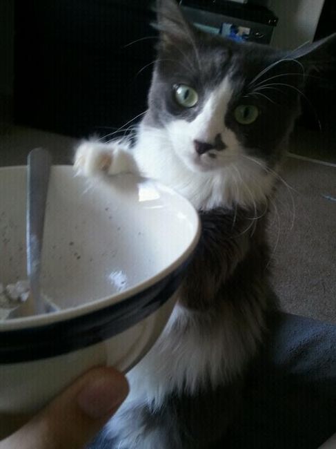 NWR: what pets are you bringing into the marriage?
