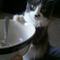 NWR: what pets are you bringing into the marriage?