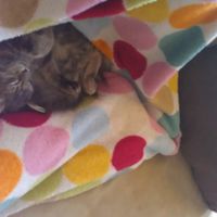 NWR: what pets are you bringing into the marriage?