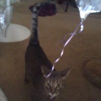 NWR: what pets are you bringing into the marriage?