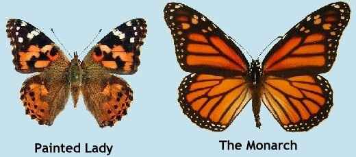 Monarch vs. Painted Ladies Butterfly Release
