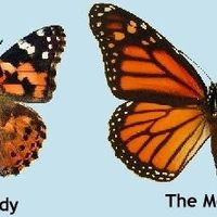 Monarch vs. Painted Ladies Butterfly Release