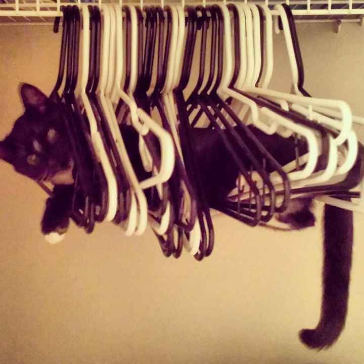 Positive thoughts and pictures of fluffy pets please