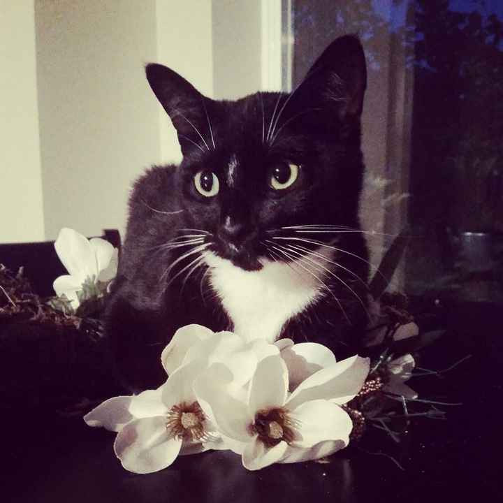 Positive thoughts and pictures of fluffy pets please