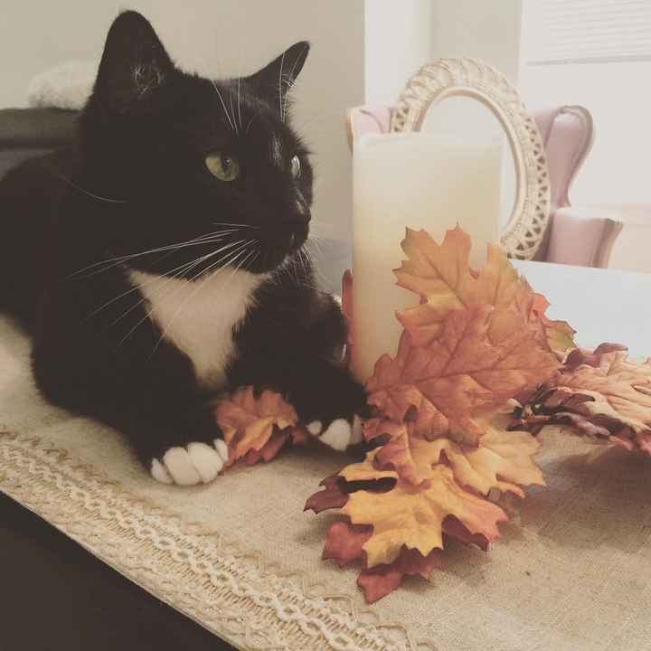 Positive thoughts and pictures of fluffy pets please