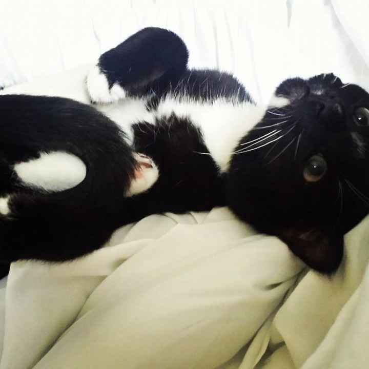 Nwr: strange cat behavior