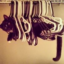 Let me see those fur babies!