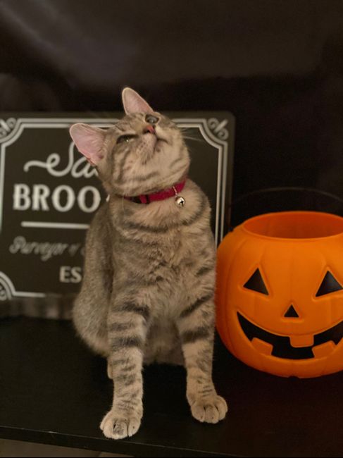 Let's see your fur babies!! 29