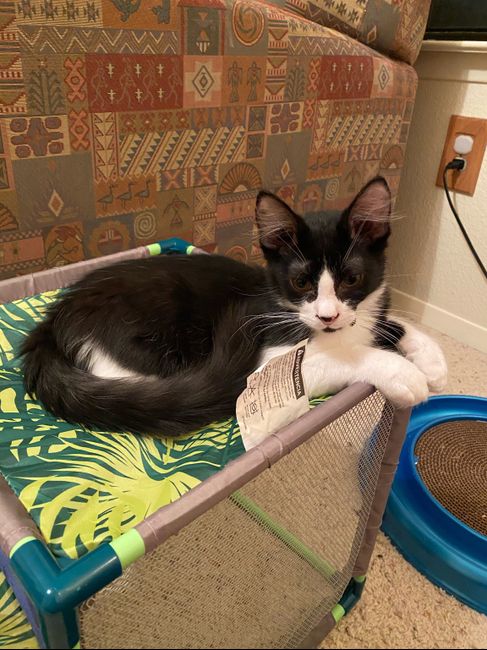 Let's see your fur babies!! 30