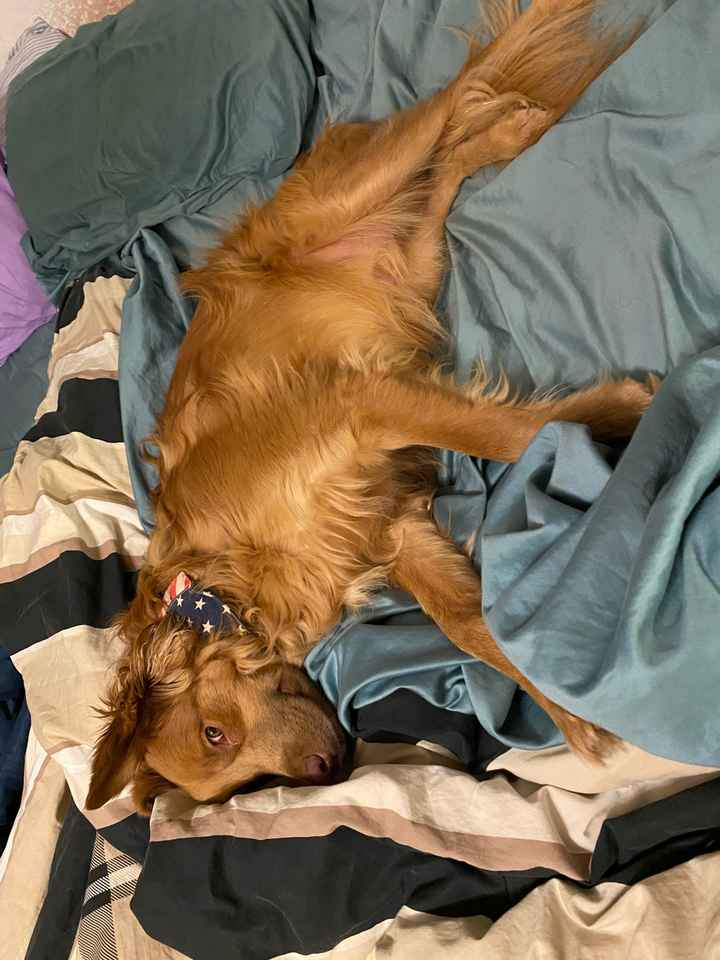 Sick dog. Post pretty things? - 1