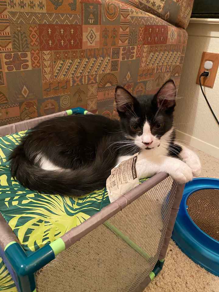 Let's see your fur babies!! - 5