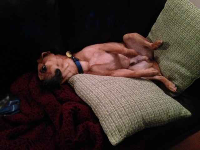 NWR: Lets talk pets.