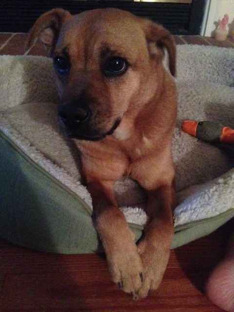 NWR: Lost a Fur Baby