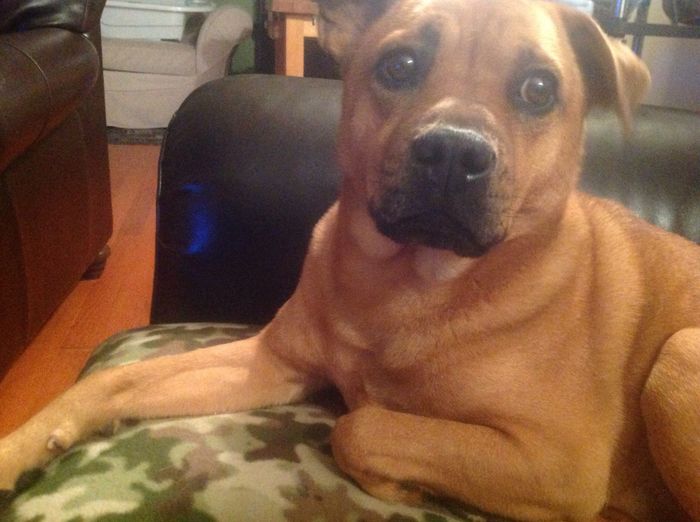 Its Fursday! Show me your furbabies! :)