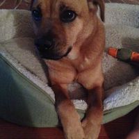 NWR: Lost a Fur Baby