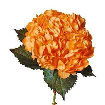 Tip for those doing DIY centerpieces