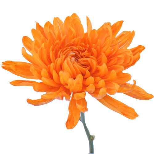 Tip for those doing DIY centerpieces