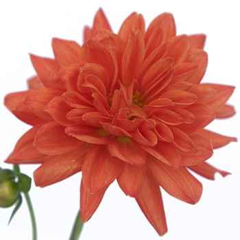 Tip for those doing DIY centerpieces