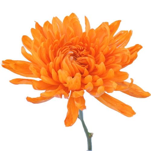 Tip for those doing DIY centerpieces