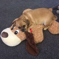 NWR - Dog Food Discussion