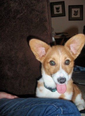 Still posting those puppy pics...