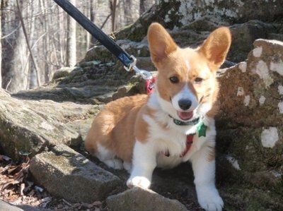 Still posting those puppy pics...