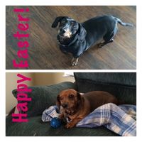 Got a new puppy, lets see a pic of your pets