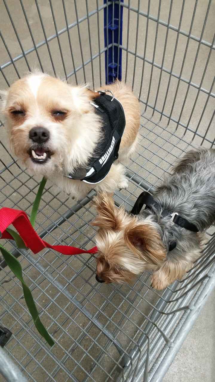 Sick and need cheering up--show me your Fur babies!