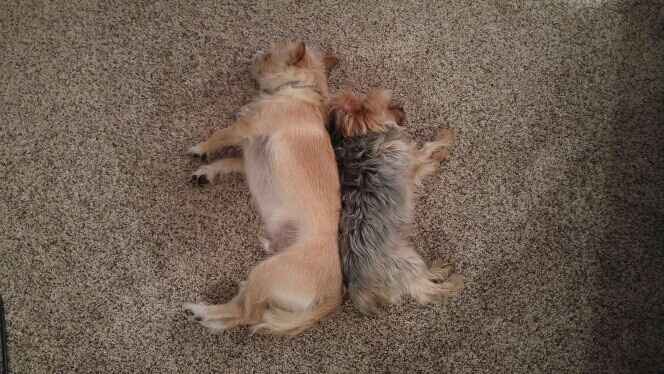 Fur babies