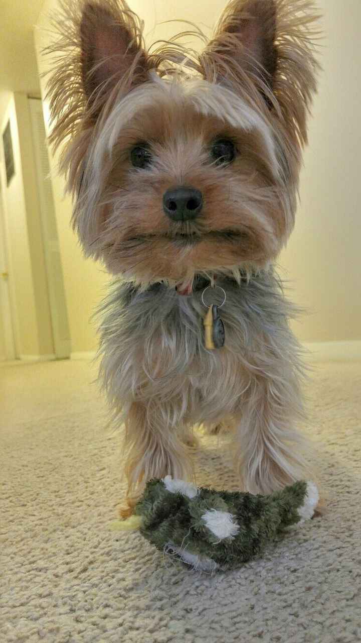 Fur babies