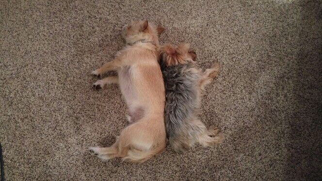 Fur babies