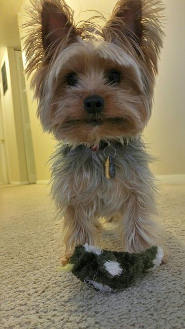 NWR - Pet pictures
