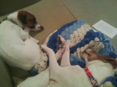 *NWR* Show me your pets/animals! *PICS*