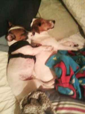 Are you (did you) including your pet/fur-baby in your wedding?