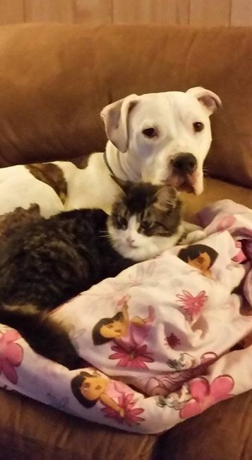 NWR - pitbulls and landlords