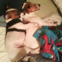 Are you (did you) including your pet/fur-baby in your wedding?