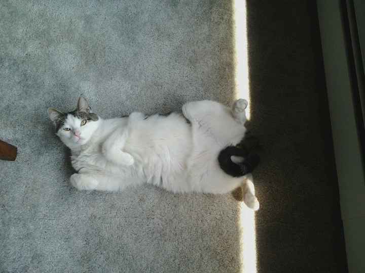 27 reasons why you should not get a cat