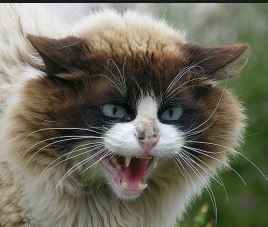 Another Round of FLAG 'EM!