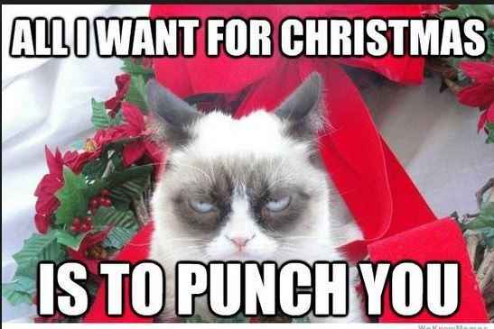 NWR: Fun time - Holiday Cat Pics