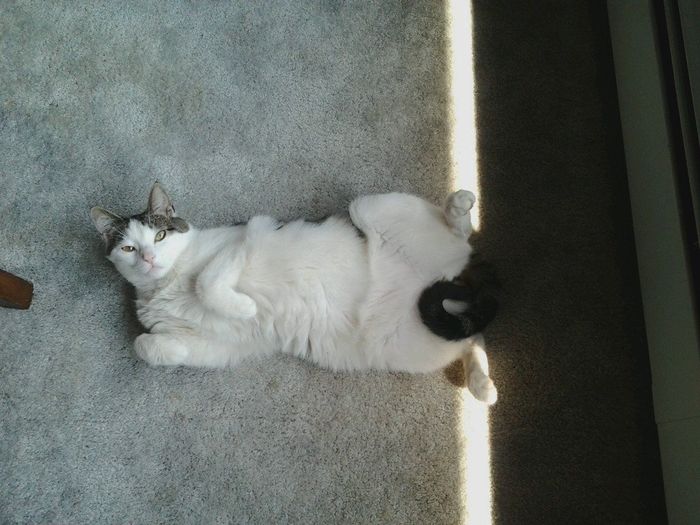 27 reasons why you should not get a cat
