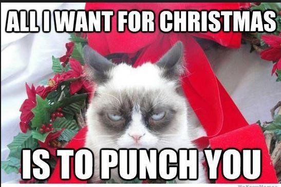 NWR: Fun time - Holiday Cat Pics
