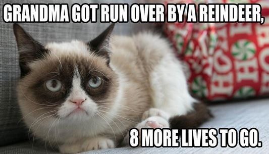NWR: Fun time - Holiday Cat Pics