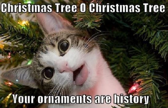 NWR: Fun time - Holiday Cat Pics