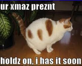 NWR: Holiday Cat Time :)