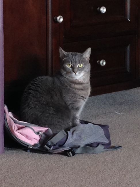 NWR:  Fur Babies