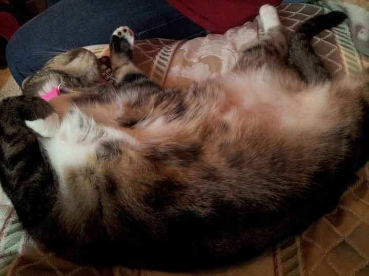 Lets see those puppies that we share with our FHs!